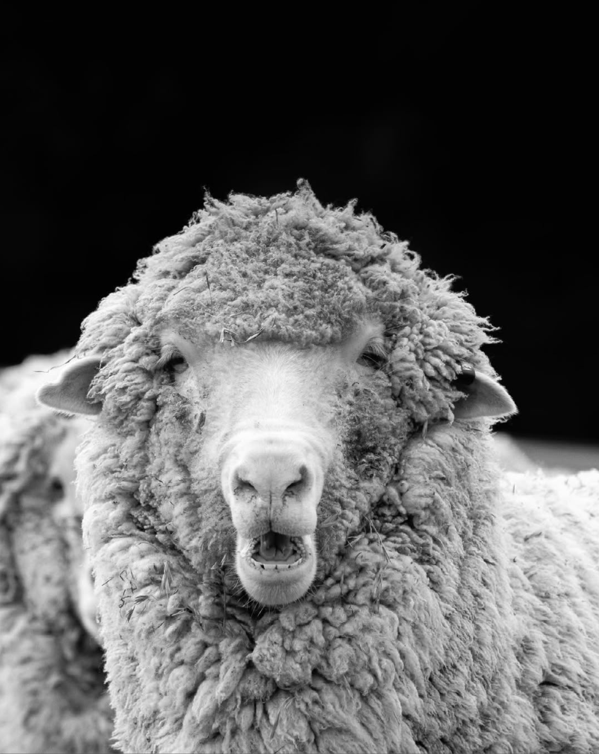 Sheep Inc. — CANAVA